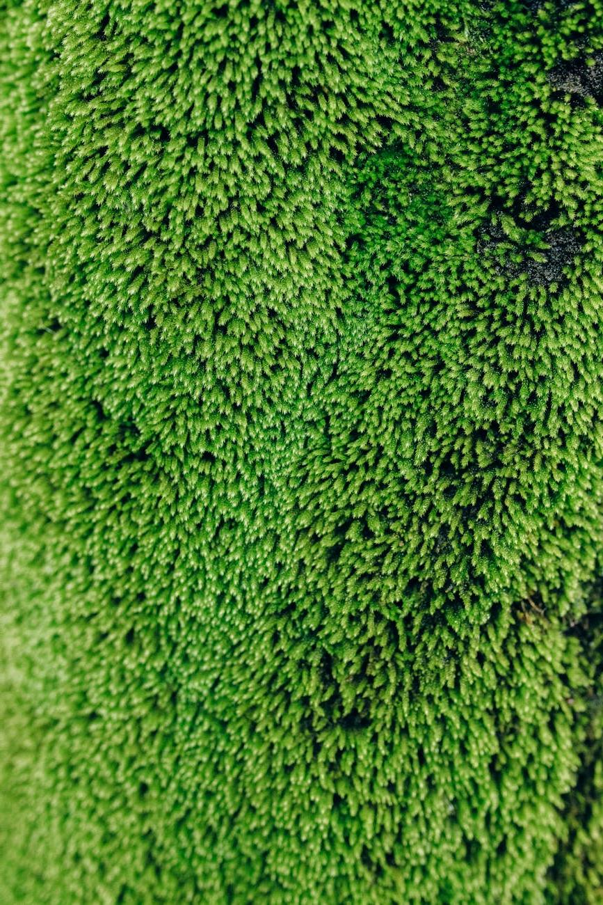 Edge trimming service